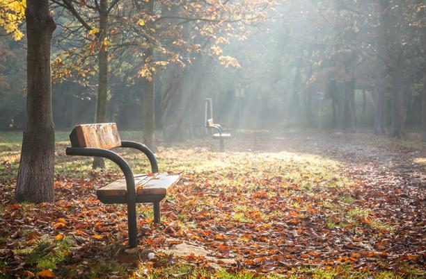 An image of a bench in an autumnal wood
